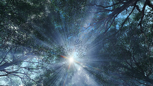 阳光透过森林22秒视频
