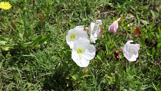 月见草花视频