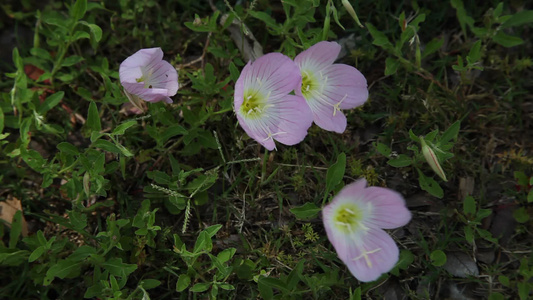 月见草花视频