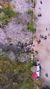 航拍春天樱花季日式建筑五重塔前盛开的樱花素材世界三大樱花园之一视频