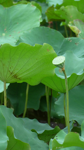 夏天湖水中的荷花视频