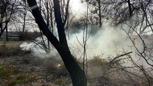 森林里有烈火树木间有浓密的烟雾视频