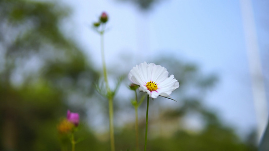 白色太阳花视频