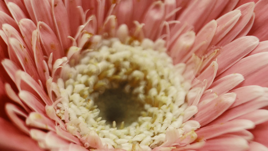 鲜花唯美升格旋转菊花非洲菊花视频