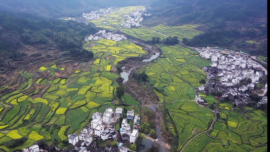 婺源江岭油菜花梯田航拍  合集视频