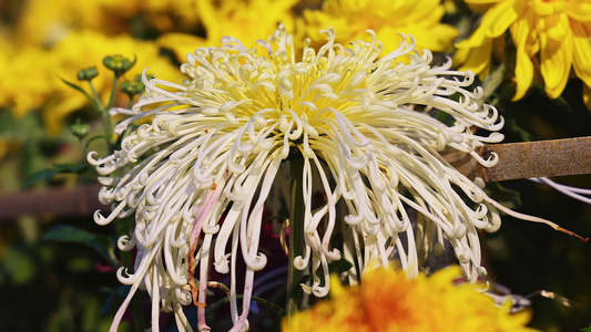 实拍唯美菊花  菊花田 菊花视频实拍素材视频