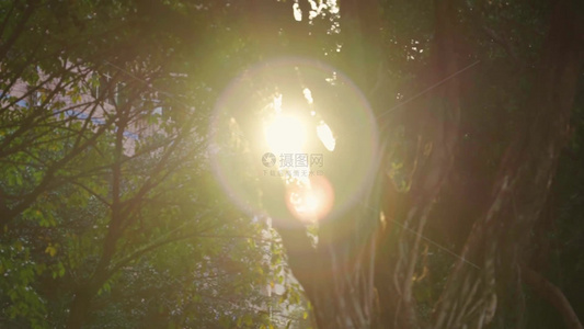 4k阳光透过树干树枝空镜头视频