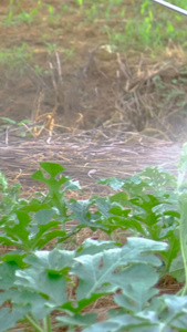 喷在田地里喷洒农药特写实拍在田间劳作的农民视频