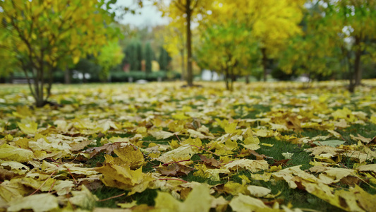 秋天公园被黄色树叶遮盖视频