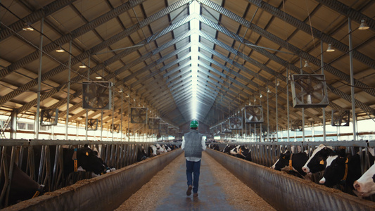 牲畜主管走奶牛场设施视频