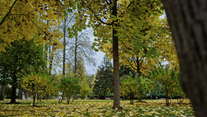 秋天公园里被黄叶覆盖的树枝31秒视频
