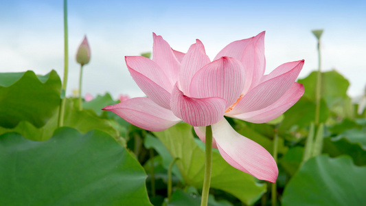 红莲花荷花初夏夏天盛开莲台视频