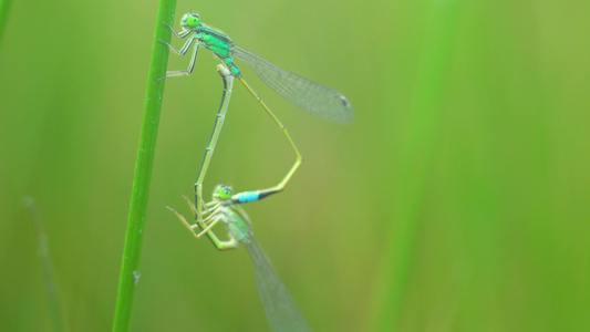 夏天昆虫蜻蜓繁殖视频