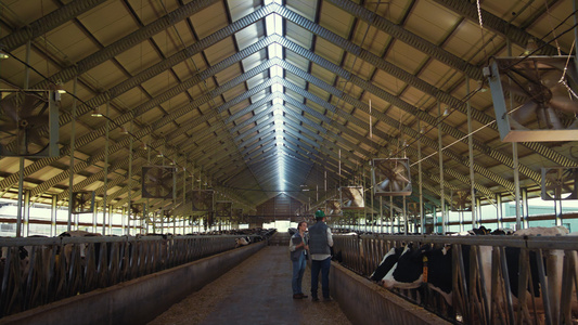 动物兽医在奶牛场的棚子里检查奶牛视频