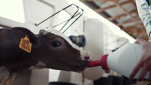 工人喂养小牛养殖设施特写15秒视频
