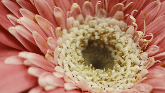 鲜花唯美升格旋转菊花非洲菊花视频