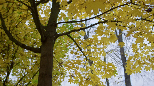 美丽的秋天树叶视频