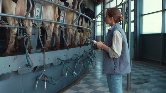 农民拿着平板电脑控制挤奶过程视频