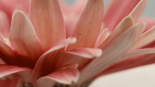 鲜花唯美升格旋转菊花非洲菊花视频