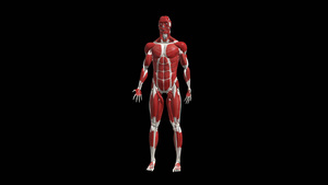 4K透明通道人体肌肉组织素材30秒视频