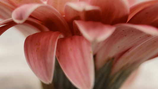 鲜花唯美升格旋转菊花非洲菊花视频