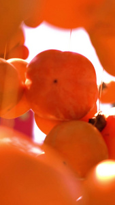 晾晒金灿灿的硕果累累丰收的果实摘柿子视频