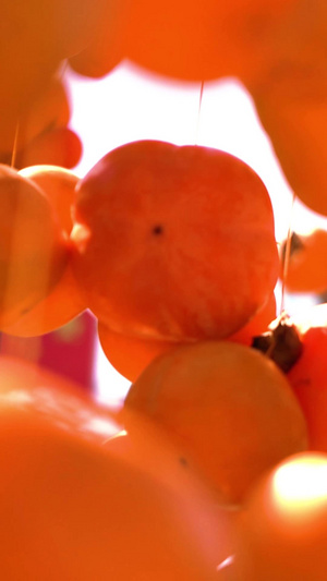 晾晒金灿灿的硕果累累丰收的果实摘柿子11秒视频