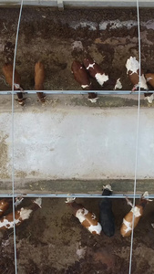 大规模奶牛饲养航拍畜牧业视频
