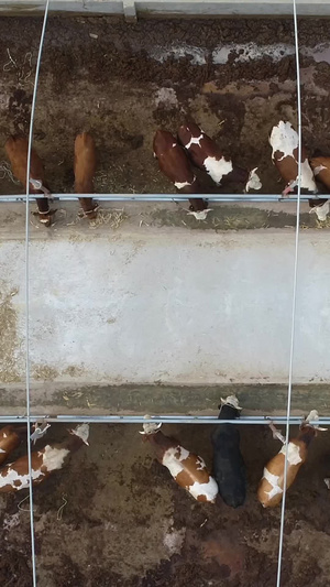 大规模奶牛饲养航拍畜牧业45秒视频