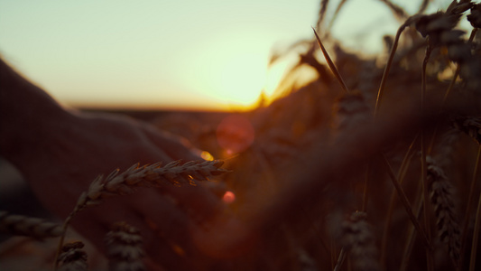 农夫手触摸小麦小穗在日落特写视频
