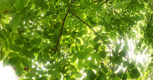 阳光下的树上树叶26秒视频