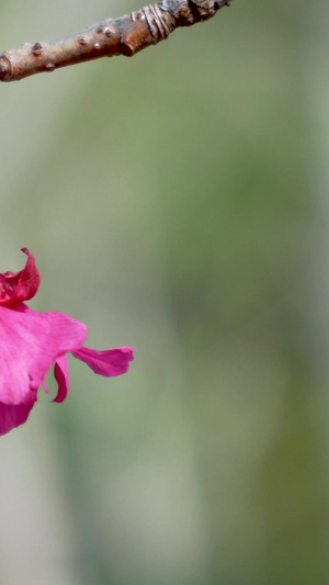 盛开的樱花与蜜蜂百花盛开9秒视频