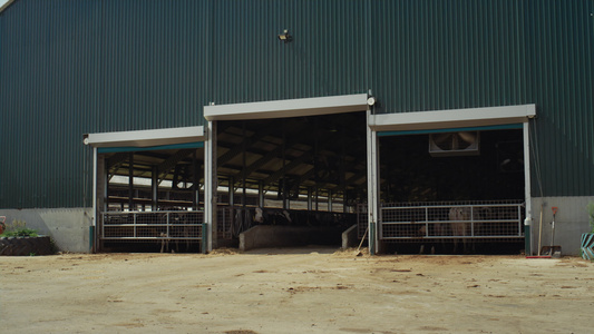 在阳光明媚的日子里建造奶牛场的牛棚视频