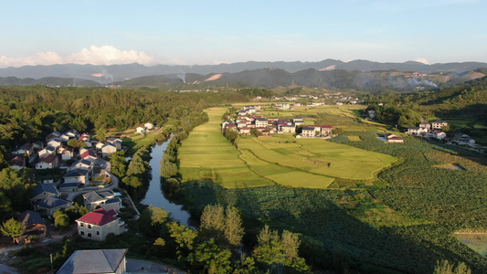 秋收乡村田园风光金黄杂交水稻航拍视频视频