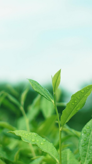 实拍茶树细雨随风飘动76秒视频