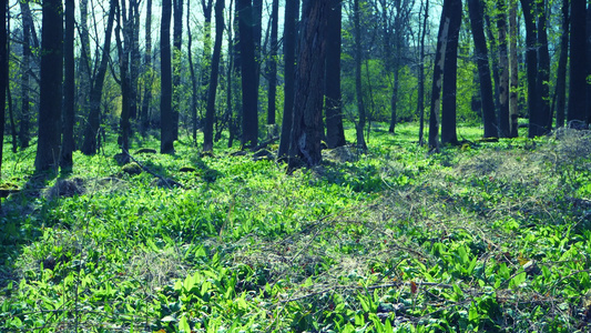 在森林中行走野生大蒜叶覆盖大量土地流行的草药对加强视频