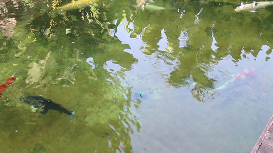 花园里的鱼水池视频