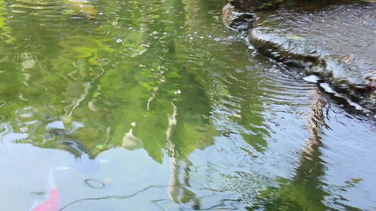 花园里的鱼水池视频