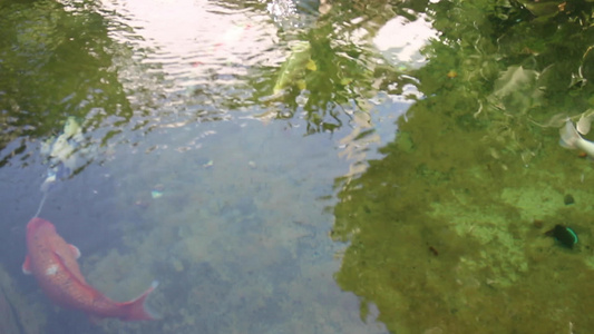 花园里的鱼水池视频