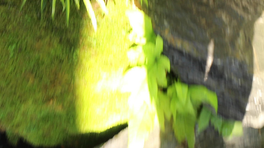 花园里的鱼池视频