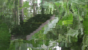 热带菜园的鲤鱼池6秒视频