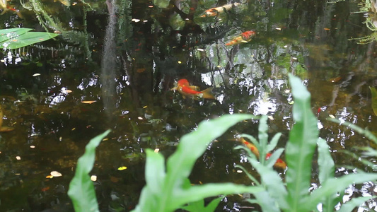 绿花园的放松水鱼池视频