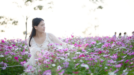 格桑花花海中的少女4K[花季少女]视频