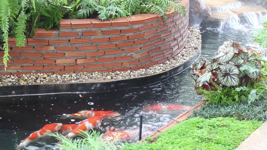 在池塘花园游泳的科伊鱼视频