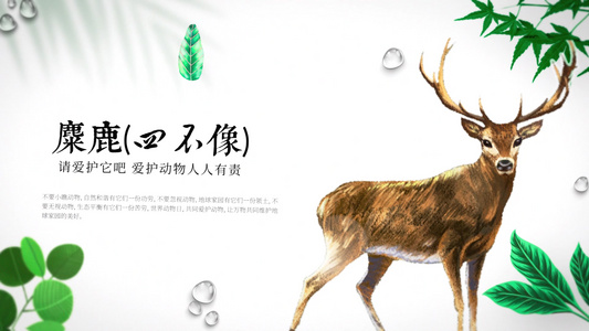 国际珍惜动物保护日图文宣传展示AE模板视频