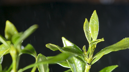 春雨绵绵下的茶叶[淅沥沥]视频