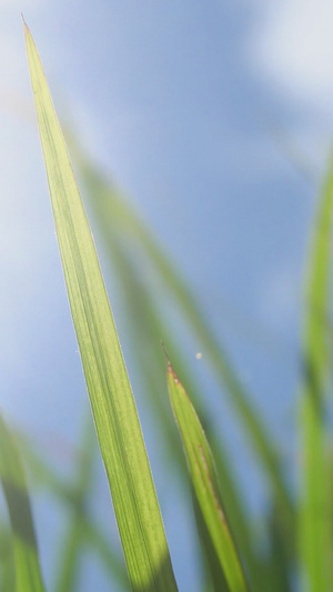 蓝天下茁壮成长的稻田绿油油19秒视频