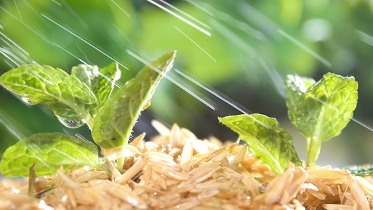 早春雨露[秋末]视频