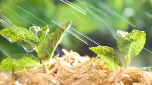 早春雨露24秒视频