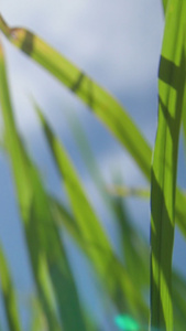 蓝天下茁壮成长的稻田绿油油视频